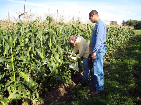 DI_20080914 103906 Surrey FlowerFarmShop cornfield picking