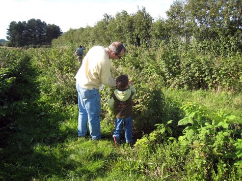 DI_20080914 104520 Surrey FlowerFarmShop raspberry picking