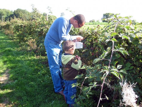 DI_20080914 105036 Surrey FlowerFarmShop blackberry picking