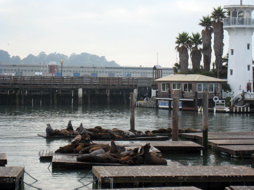 pier 39 sea lions  missing