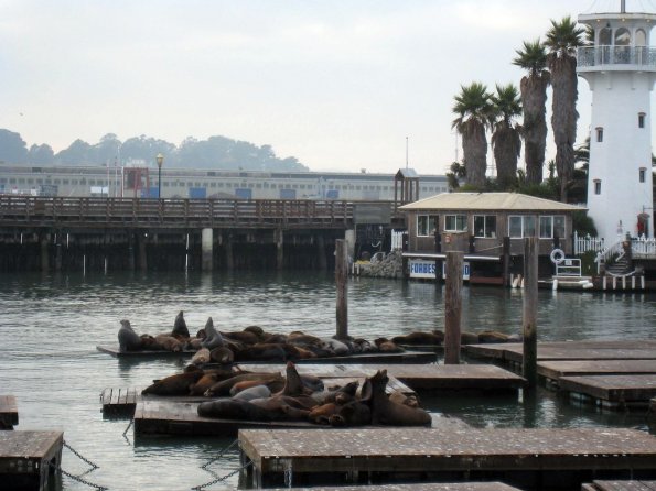 di_20081207-175144-pier39-sea-lions