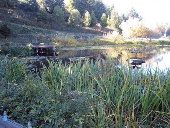 di_20081210-150216-thomasfogarty-pond