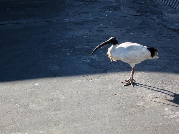 di_20090702-191738-sydfishmarket-ibis