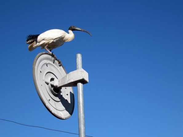 di_20090702-191822-sydfishmarket-ibis-pole