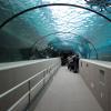 di_20090702-222436-oceanarium-tunnel