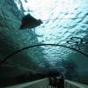 di_20090702-222444-oceanarium-tunnel-ray