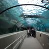 di_20090702-222456-oceanarium-tunnel-shark