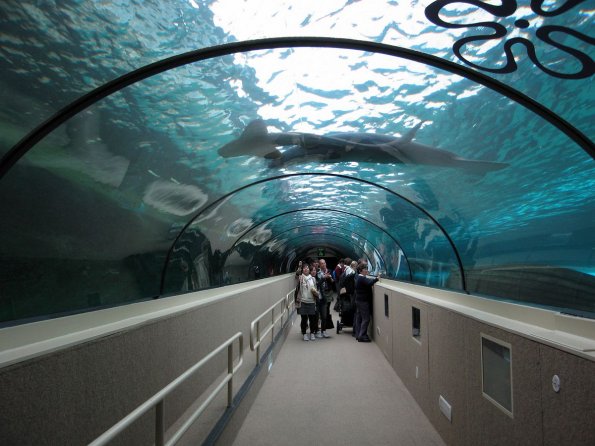 di_20090702-222456-oceanarium-tunnel-shark