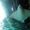 di_20090702-222546-oceanarium-tunnel-ray