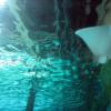 di_20090702-222600-oceanarium-tunnel-ray