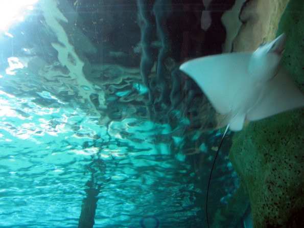 di_20090702-222600-oceanarium-tunnel-ray