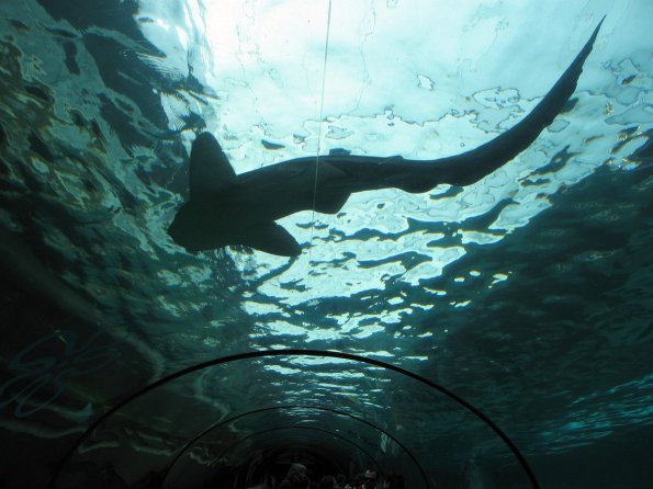 di_20090702-222714-oceanarium-tunnel-shark