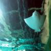 di_20090702-223700-oceanarium-tunnel-ray