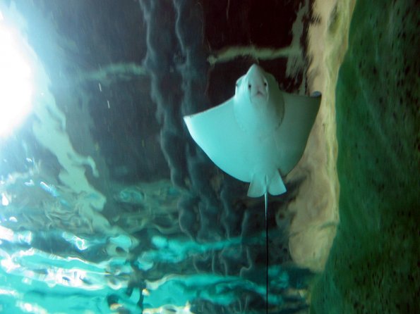 di_20090702-223700-oceanarium-tunnel-ray