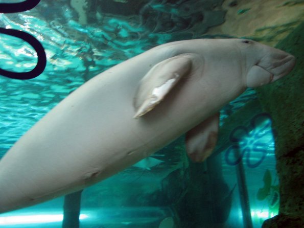 di_20090702-223712-oceanarium-tunnel-dugong