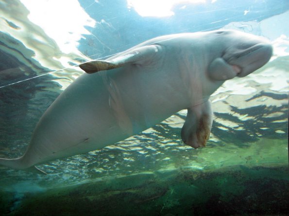 di_20090702-223740-oceanarium-tunnel-dugong