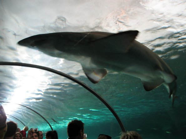 di_20090702-225436-oceanarium-tunnel-shark