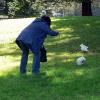 di_20090704-191436-gilbertpark-cockatoos