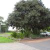 di_20090706-200942-rydalmere-park-tree