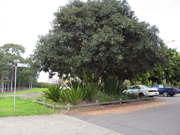 di_20090706-200942-rydalmere-park-tree