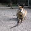 di_20090707-000818-featherdale-wallaby