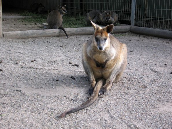 di_20090707-000818-featherdale-wallaby