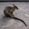 di_20090707-000902-featherdale-wallaby