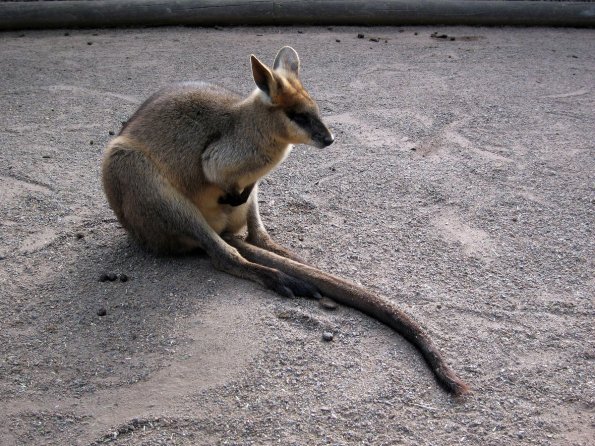 di_20090707-000902-featherdale-wallaby