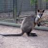 di_20090707-000954-featherdale-wallaby