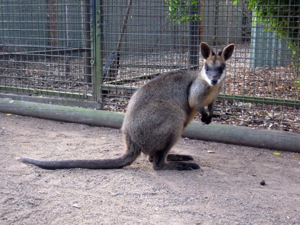 di_20090707-000954-featherdale-wallaby