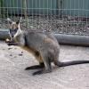 di_20090707-001126-featherdale-wallaby