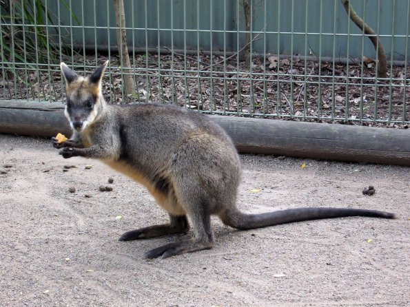 di_20090707-001126-featherdale-wallaby