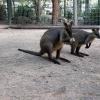 di_20090707-001630-featherdale-wallabies-food