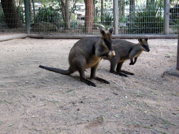 di_20090707-001630-featherdale-wallabies-food