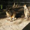 di_20090707-001848-featherdale-wallabies-fence