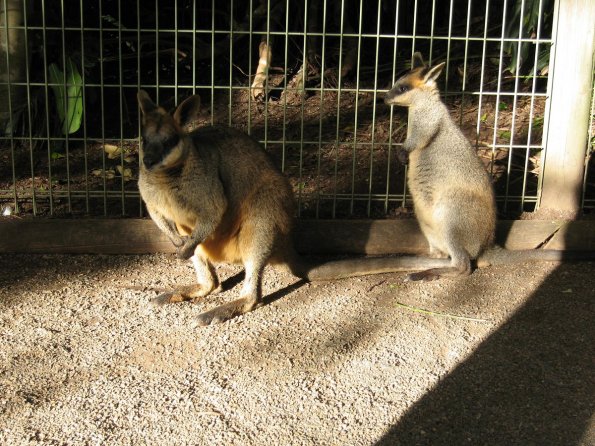 di_20090707-001848-featherdale-wallabies-fence