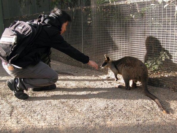 di_20090707-001946-featherdale-wallaby-rdi