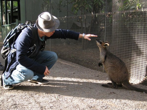 di_20090707-002018-featherdale-wallaby-ahi