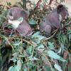 di_20090707-002156-featherdale-koala-pair