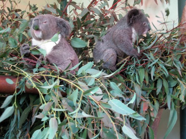 di_20090707-002156-featherdale-koala-pair