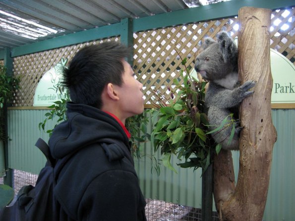 di_20090707-003326-featherdale-koala-rdi