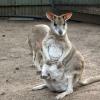 di_20090707-003626-featherdale-roo-pouch