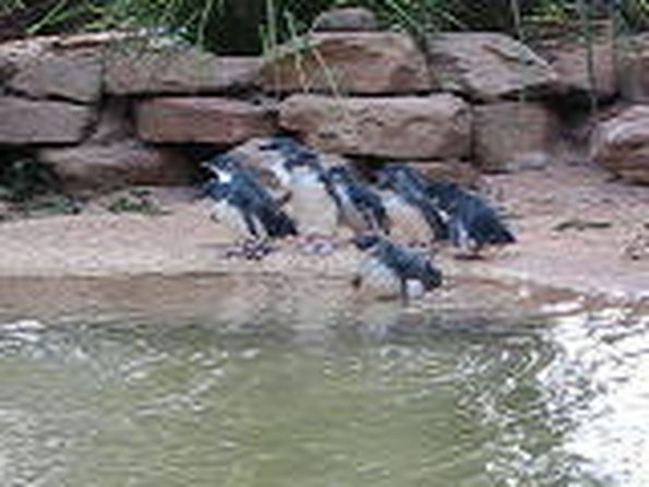 di_20090707-004700-featherdale-penguin-dip