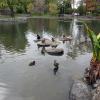 di_20090713-215318-mount-coot-tha-gardens-pond-ducks