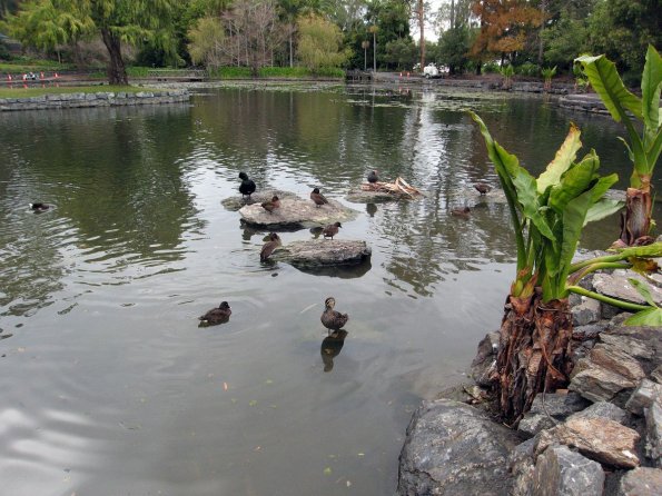 di_20090713-215318-mount-coot-tha-gardens-pond-ducks