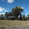 di_20090717-214952-newenglandhwy-stand-of-trees