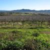 di_20090718-232056-cruickshank-vines