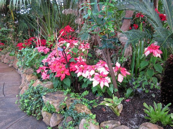 di_20100123-100817-centennialparkconservatory-pink