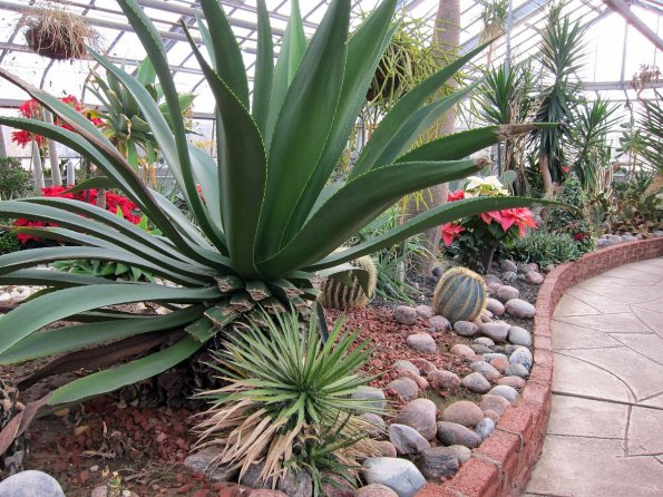 di_20100123-100850-centennialparkconservatory-cactus