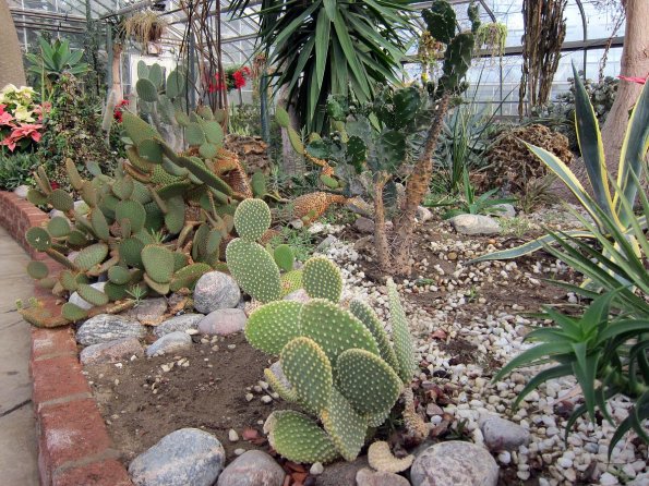 di_20100123-101017-centennialparkconservatory-cactus-palms